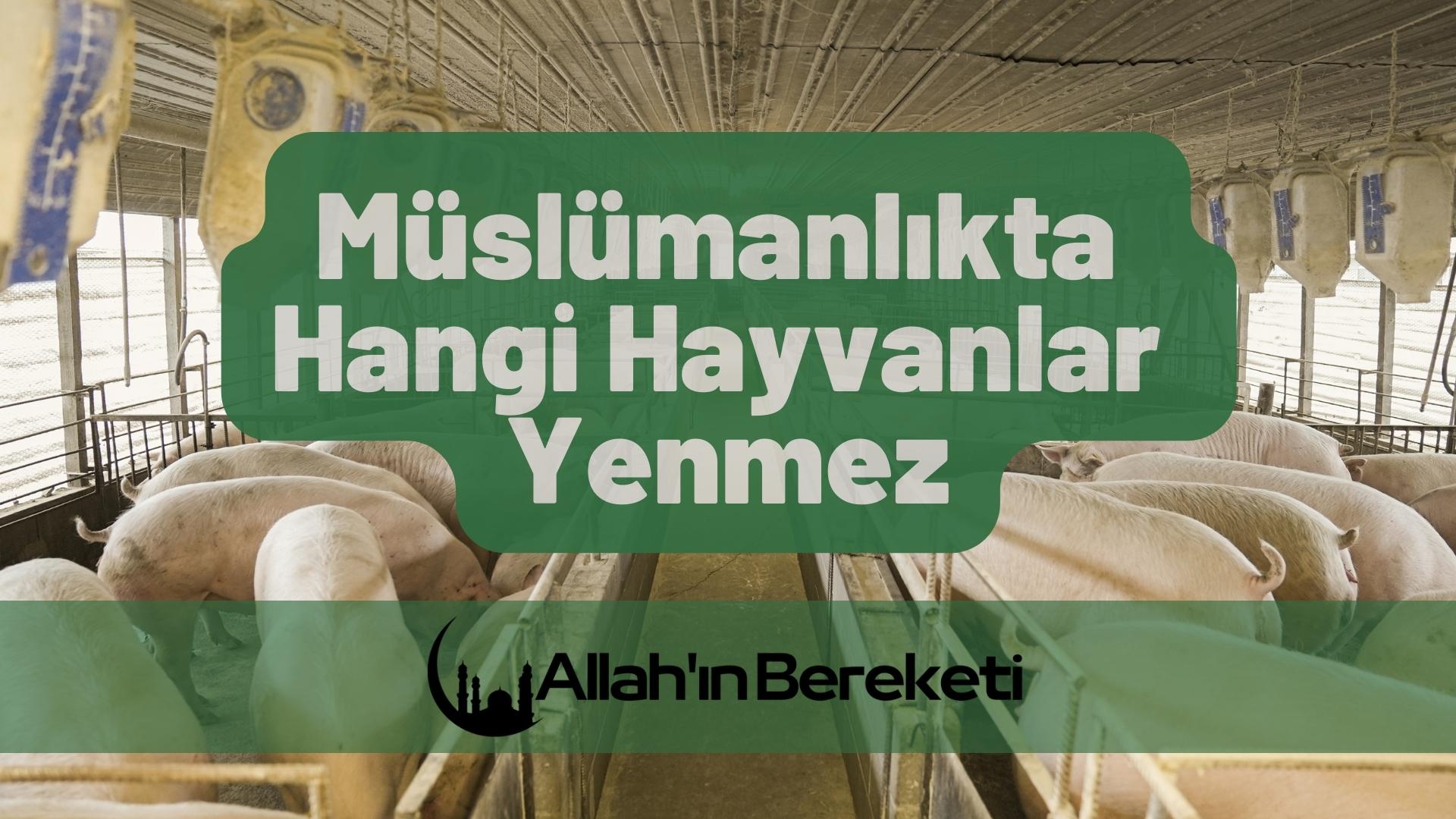 Müslümanlıkta Hangi Hayvanlar Yenmez