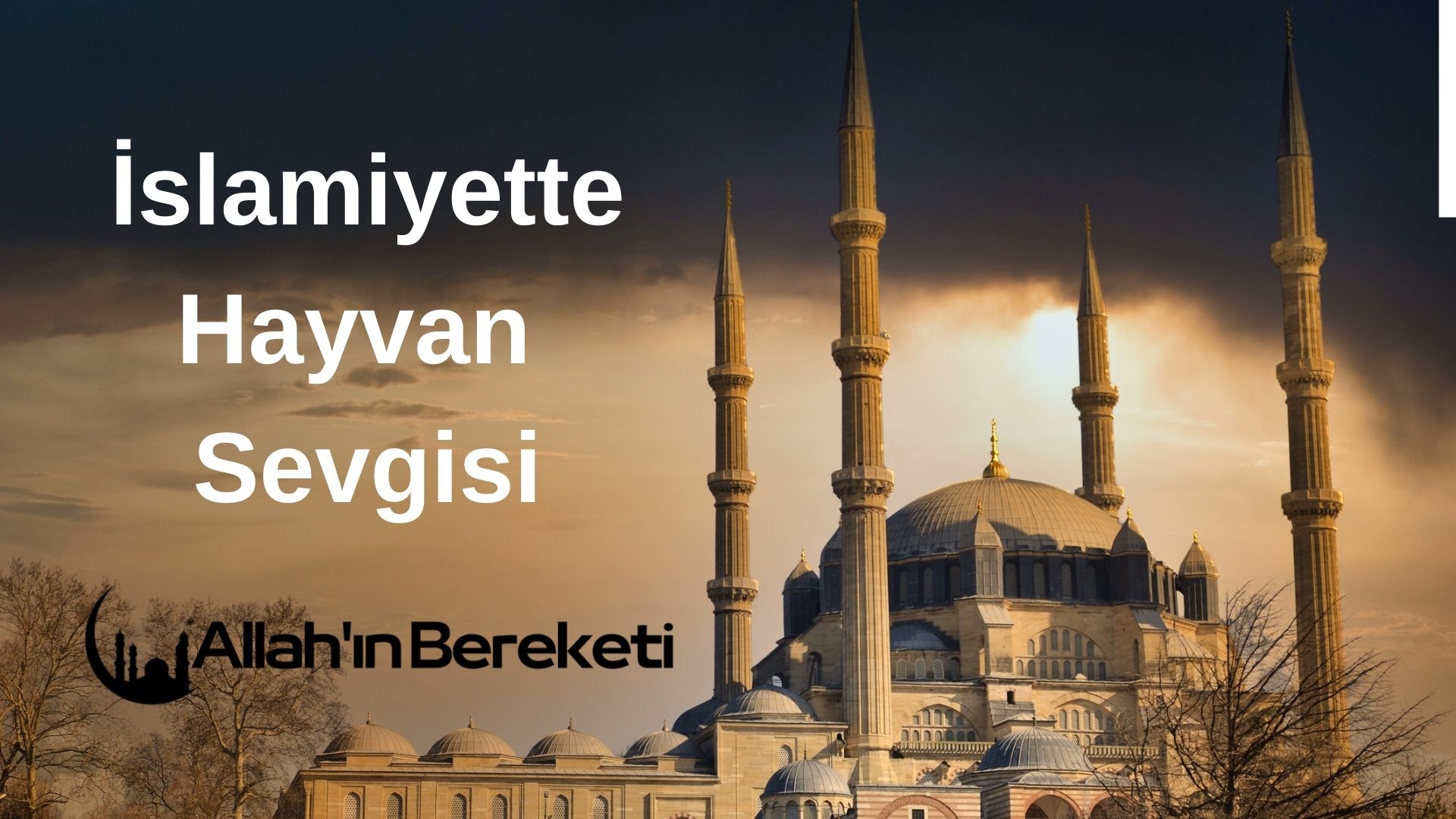 İslamiyette Hayvan Sevgisi