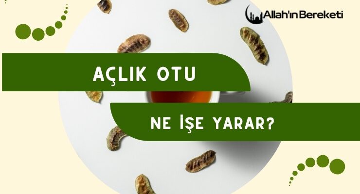 Açlık Otu Ne İşe Yarar