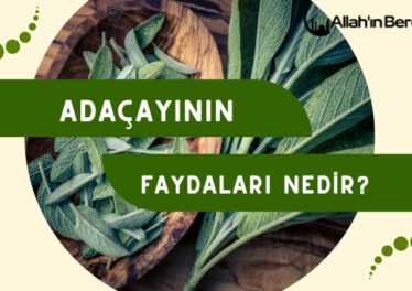 Adaçayının Faydaları Nedir