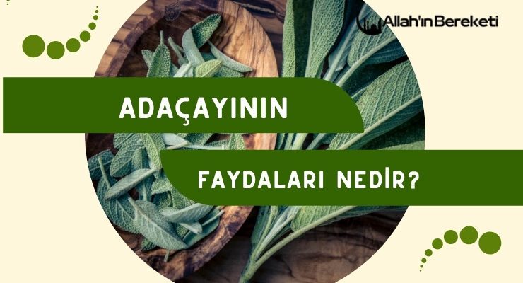 Adaçayının Faydaları Nedir