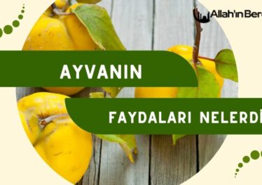 Ayvanın Faydaları Nelerdir