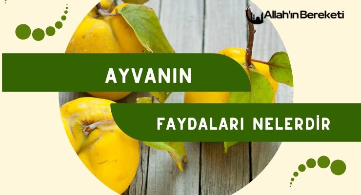 Ayvanın Faydaları Nelerdir