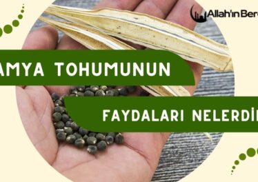 Bamya Tohumunun Faydaları Nelerdir