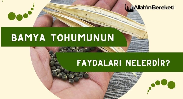 Bamya Tohumunun Faydaları Nelerdir