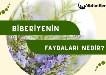 Biberiyenin Faydaları Nedir