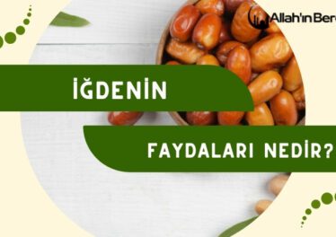 İğdenin Faydaları Nedir