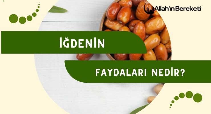 İğdenin Faydaları Nedir