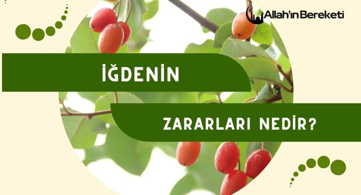 İğdenin Zararları Nedir