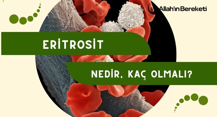 Eritrosit Nedir