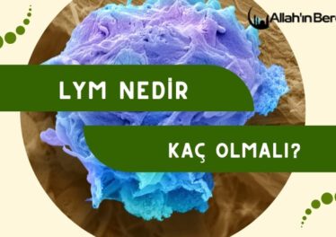 Lym Nedir