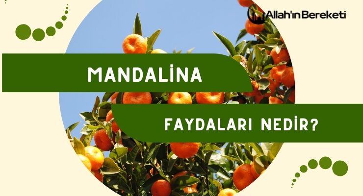 Mandalina Faydaları Nedir