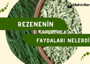 Rezenenin Faydaları Nelerdir