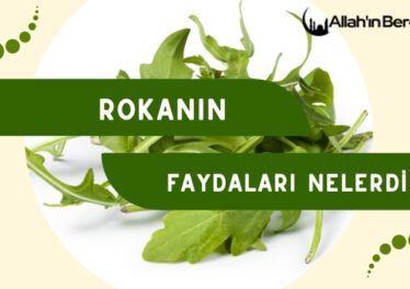 Rokanın Faydaları Nelerdir