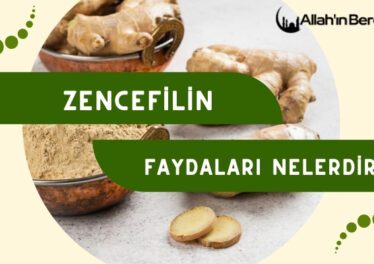 Zencefilin Faydaları Nelerdir