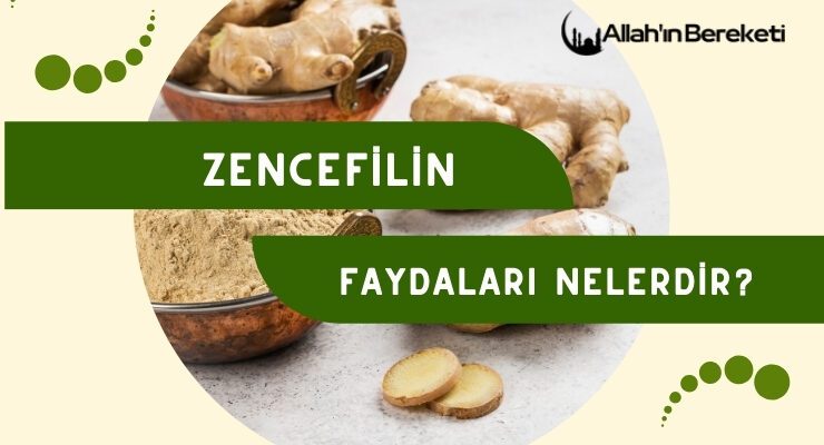 Zencefilin Faydaları Nelerdir